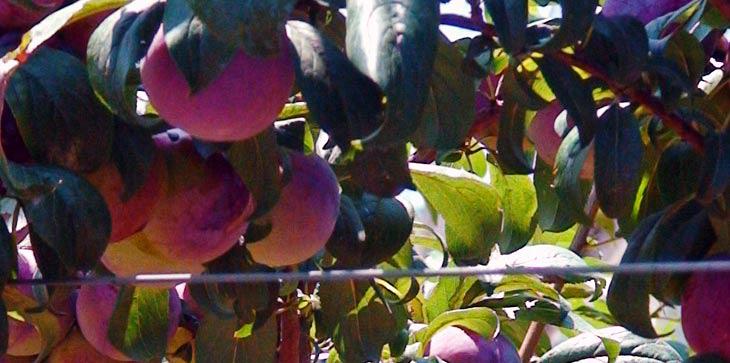 Plums bear beneficial properties for the body and are of wonderful flavor.