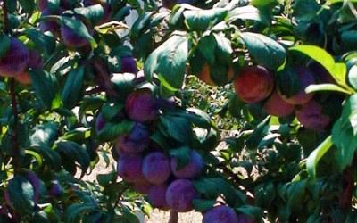 In a really short period of time, plum won the consumers of Aetoakarnania, as well. The margins of increasing the production, through the participation of more farmers, are wide.