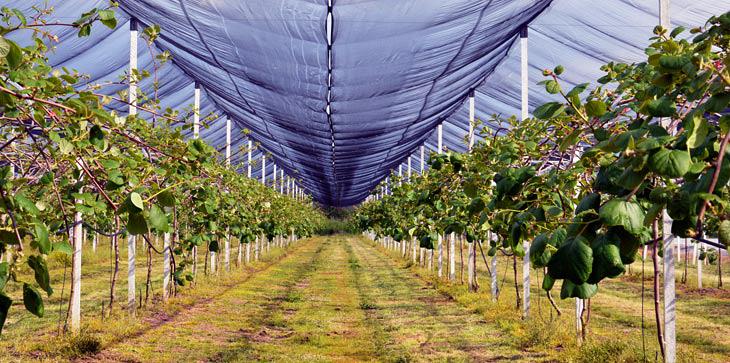 Producing kiwifruit in Aetoloakarnania over recent years has proved to be profitable for those who have opted for this crop.