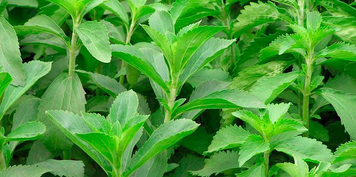 The sweetening properties of the plant make the product greatly sought after