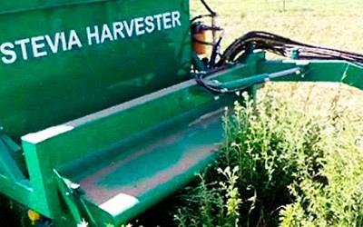 Harvesting is done mechanically.
