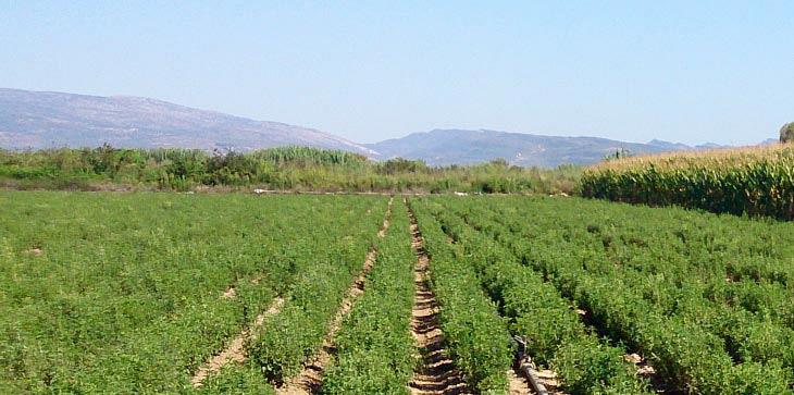 The first stevia planting in Europe took place in Agrinio. This is where the factory will be built
