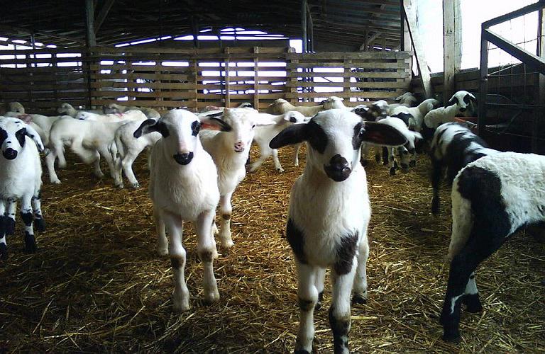 πρόβατα Φ. Μπ. ΕΝΩΣΗ (2)
